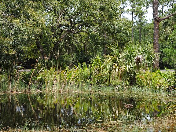 Wild duck on the pond.