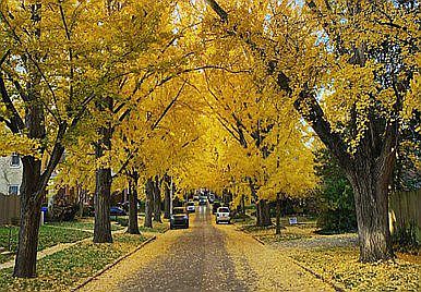 Beautiful Catalpa trees