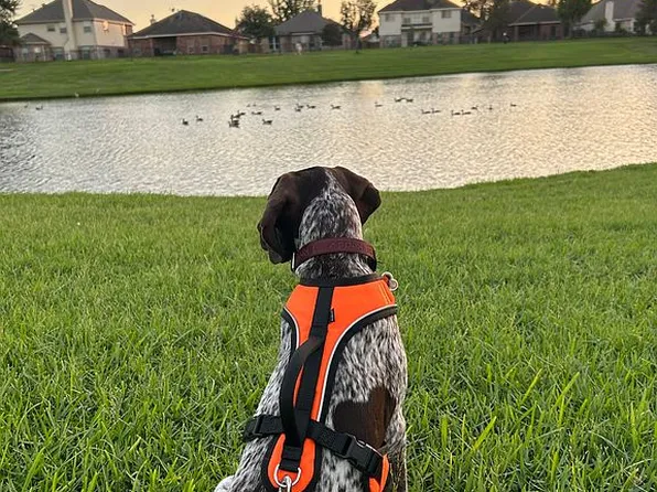 20211 Cypresswood Gln, Spring, TX 77373