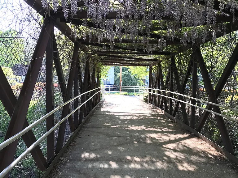 Pedestrian/bicycle bridge with wisteria flowers hanging