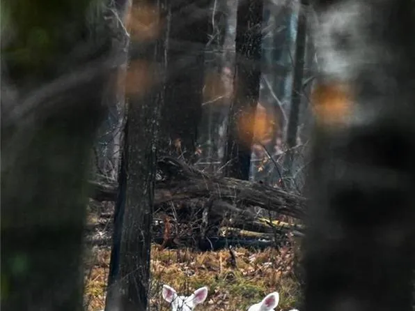 1456 Clover Rd, Long Pond, PA 18334