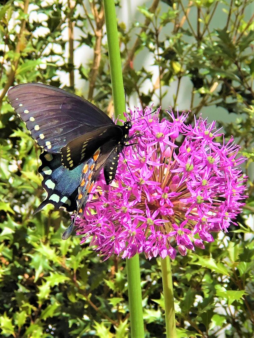  Last year in our front yard