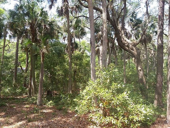 Beautiful mature palms