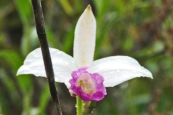 Bamboo orchid found blooming on Lot 30.