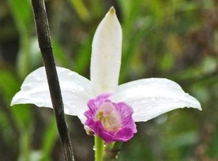 Lot 30 Makoa Road, Mountain View, HI 96771