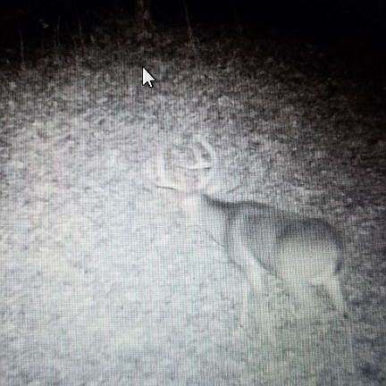 Deer on property