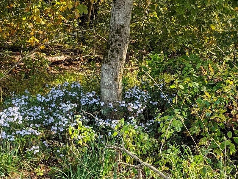 2nd image of 0 Jim Mountain Rd