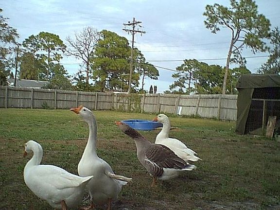 Back Yard (No geese)