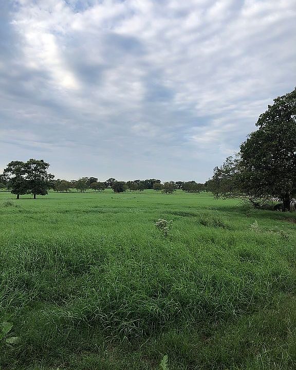 High yielding grass 