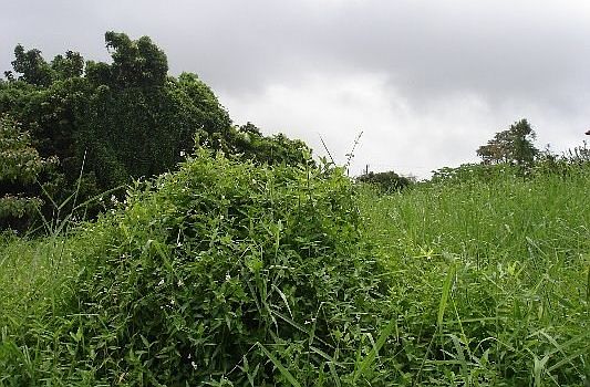 2nd image of 386 Makani Cir Lot 40