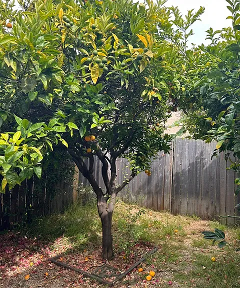 6118 San Jose Ave — Photo 11