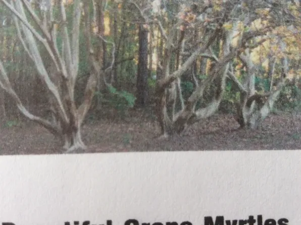 1505 Horsehead Branch Rd, Lugoff, SC 29078