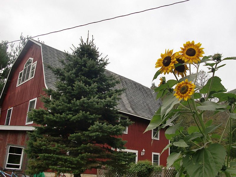 Barn view