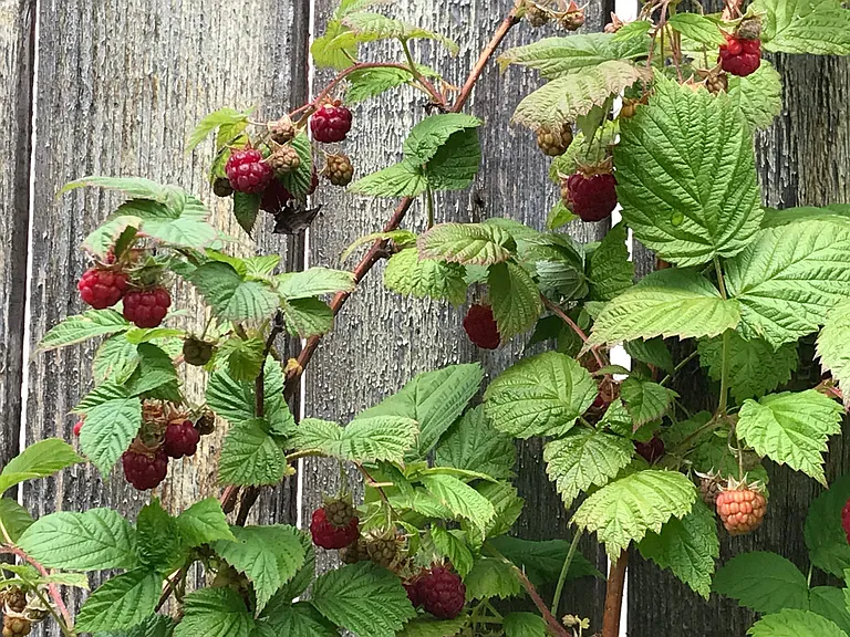 Extensive raspberry patch for all to share in the care and the harvest!