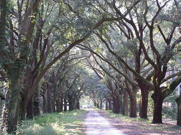 oak trees