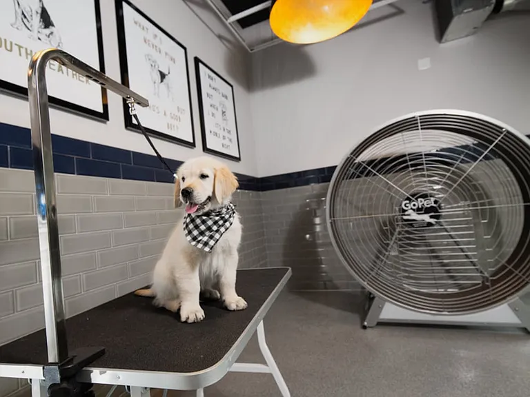 WAG Pet Spa