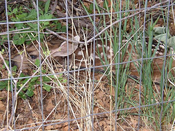 wildlife; adjacent open space