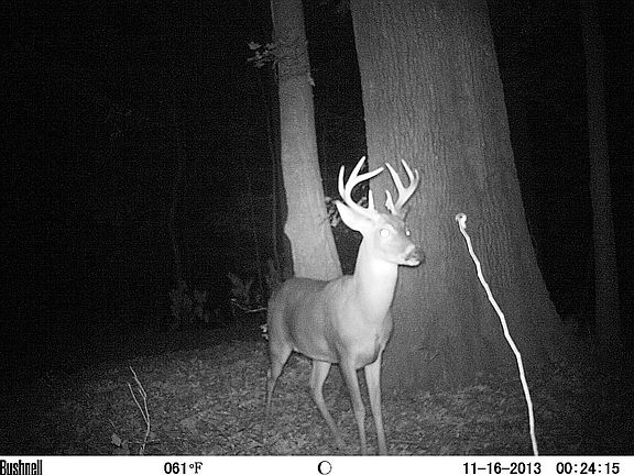 Buck feeding behind shop.