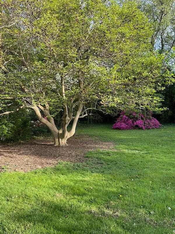 3 bed, 1250 sqft, $1,798 — Photo 4