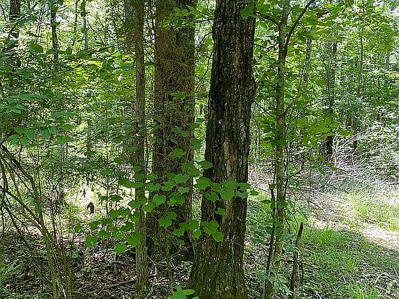 5th image of 73 Monticello Ests