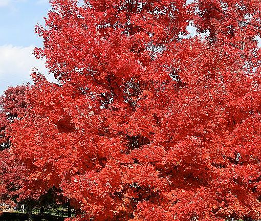 Tree in front in fall