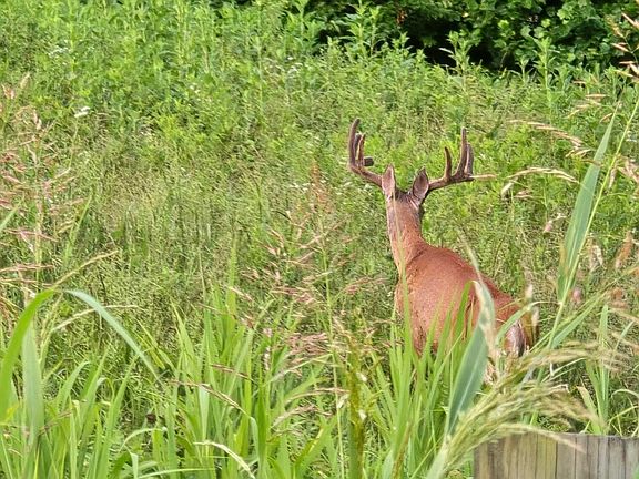 2nd image of 0 Haynes Cemetery Rd Tract 1