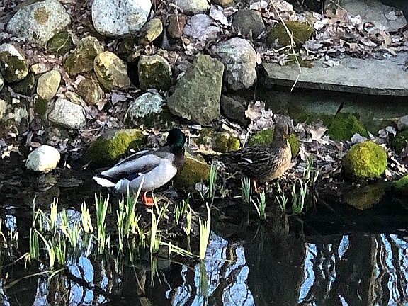 Yearly visitors