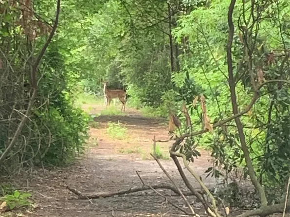 0 Cottonwood Cove Ln, Spring, TX 77380