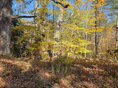 Lot #013 Staples Road, West Newfield, ME, 04095