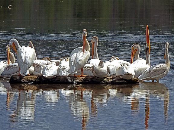 Pelicans feeding near  shore