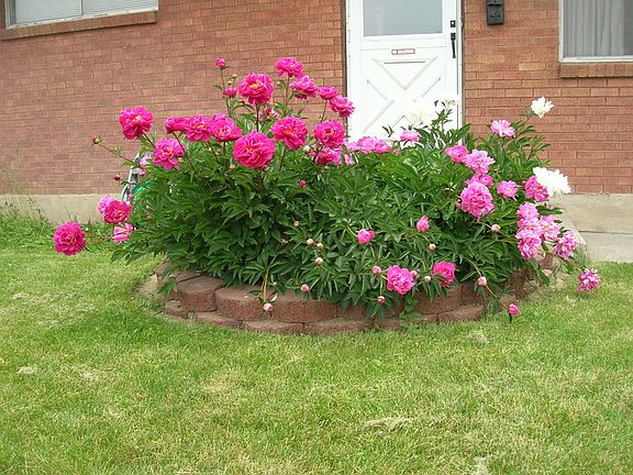 Peonies in bloom