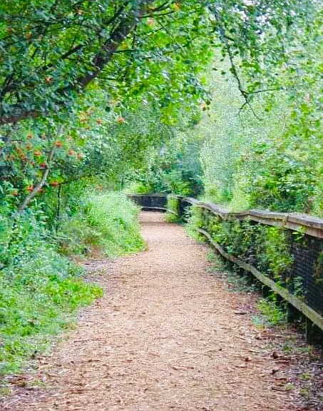 Mercer Park Trails across the street
