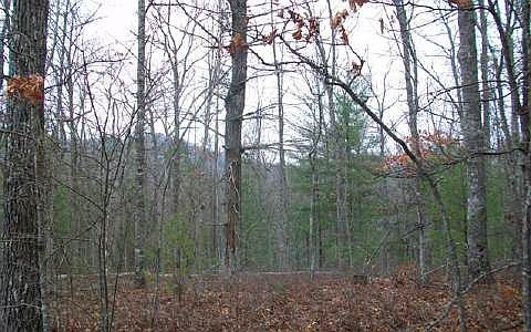 2nd image of 11 Tall Timber Rd