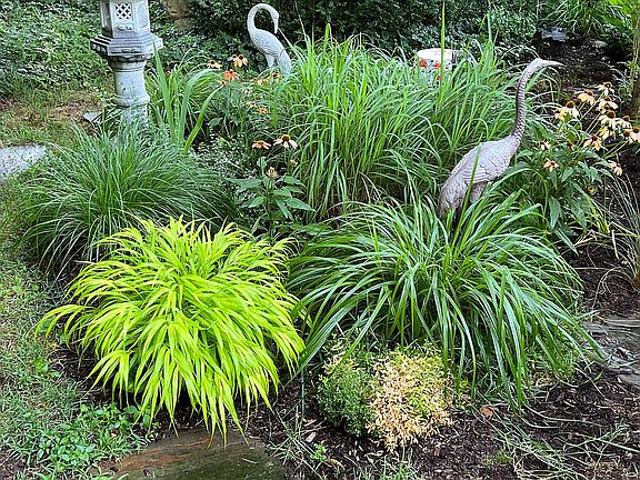 Ornamental grass garden