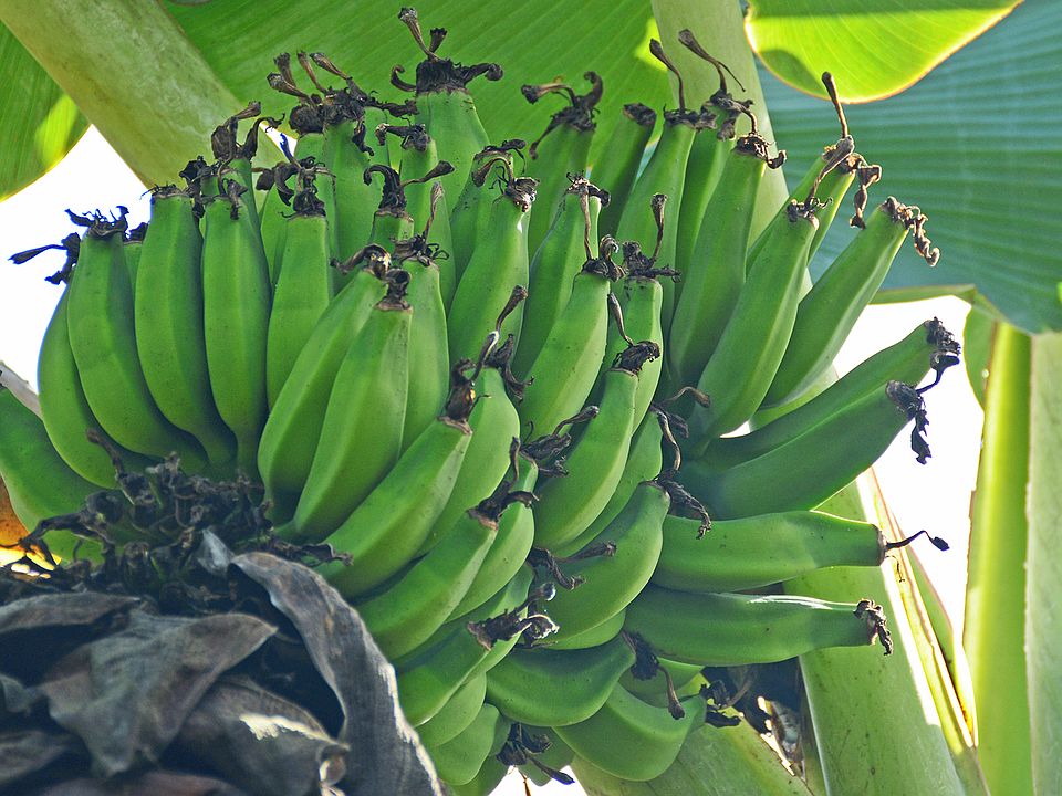 Banana trees