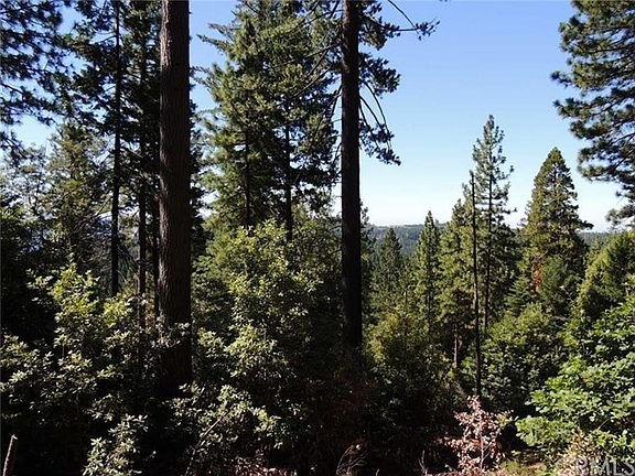 Lots of mature timber