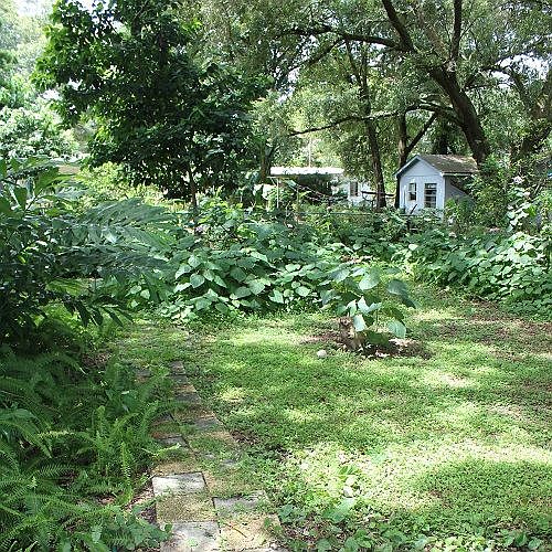 Back yard with Rhododendrums