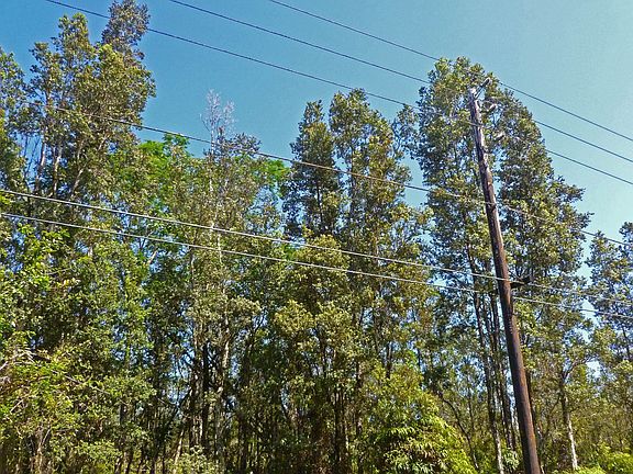 Blue skies and Tall Trees