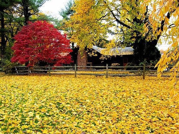 Fall from back yard