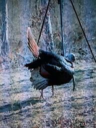 2nd image of 0 Goose Creek Rd