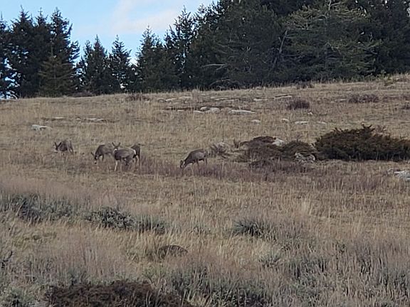 3rd image of Logging Creek Rd