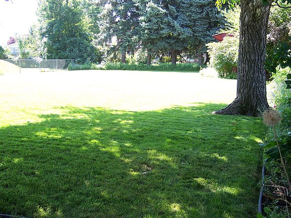 Huge Shade Tree