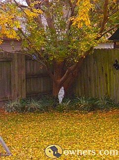 shady backyard with a burst of color in fall - no pines!