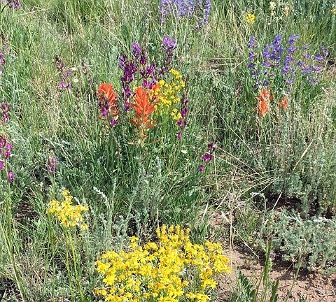 Spring Time Wildflowers