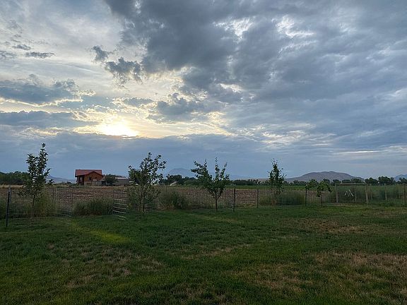 fruit trees 