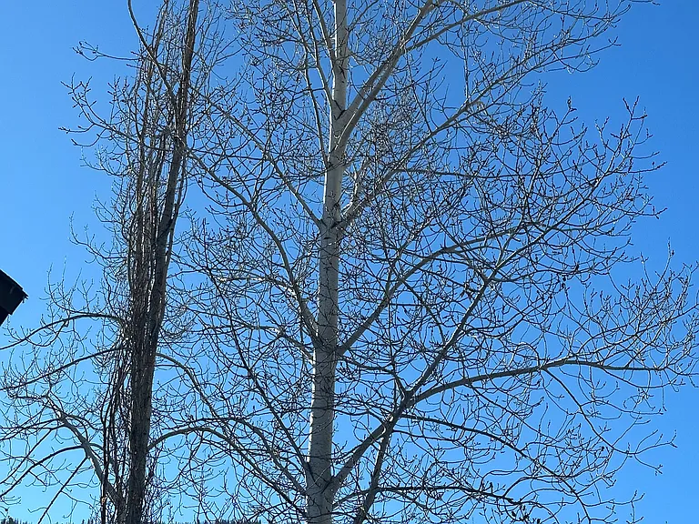Aspen Dr — Photo 11