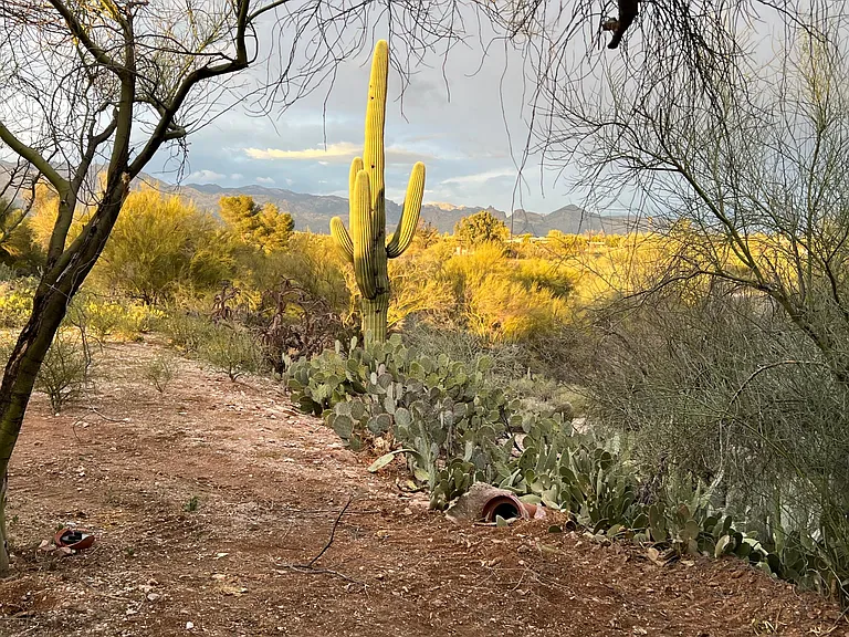 Rincon Mountain views
