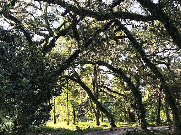 75+ varieties hardwood trees