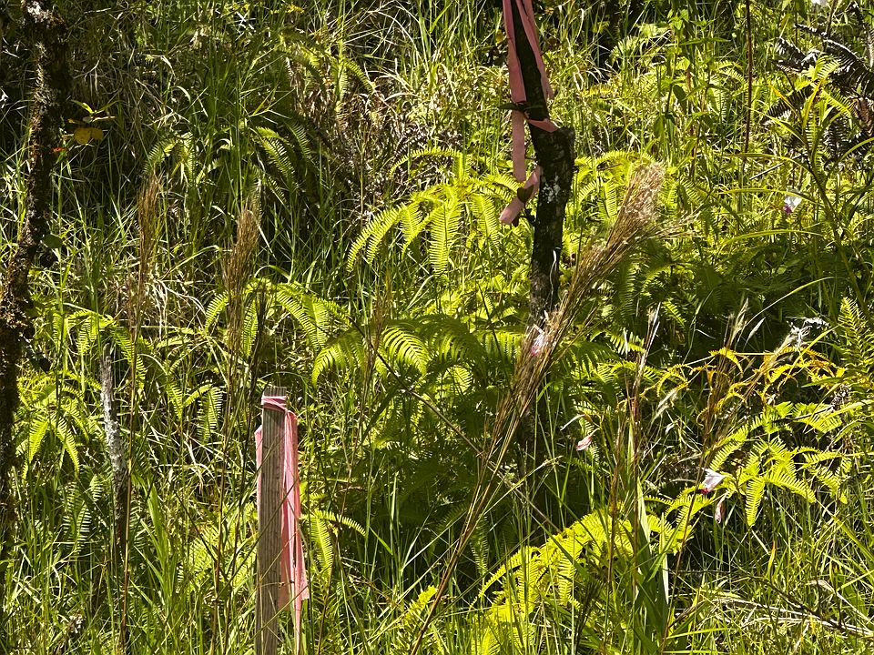 2nd image of 11-2873 Ala Kapena Lot 44