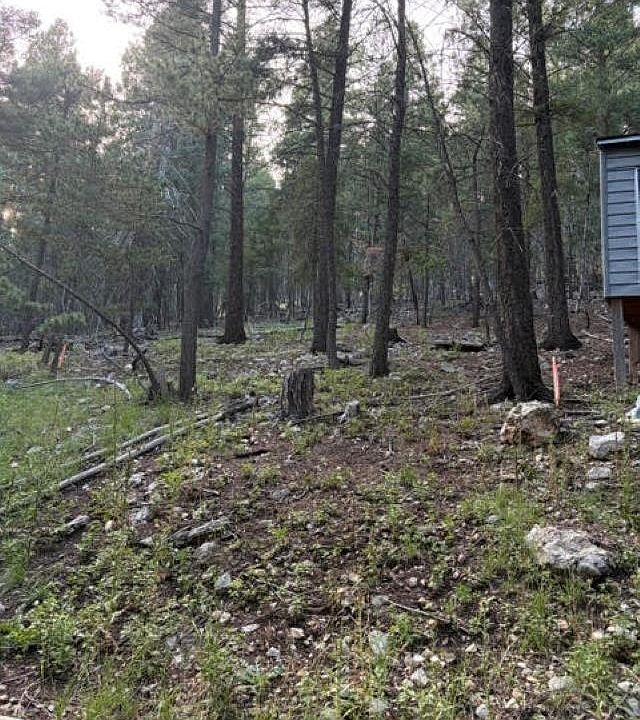 2nd image of Squirrel Ave